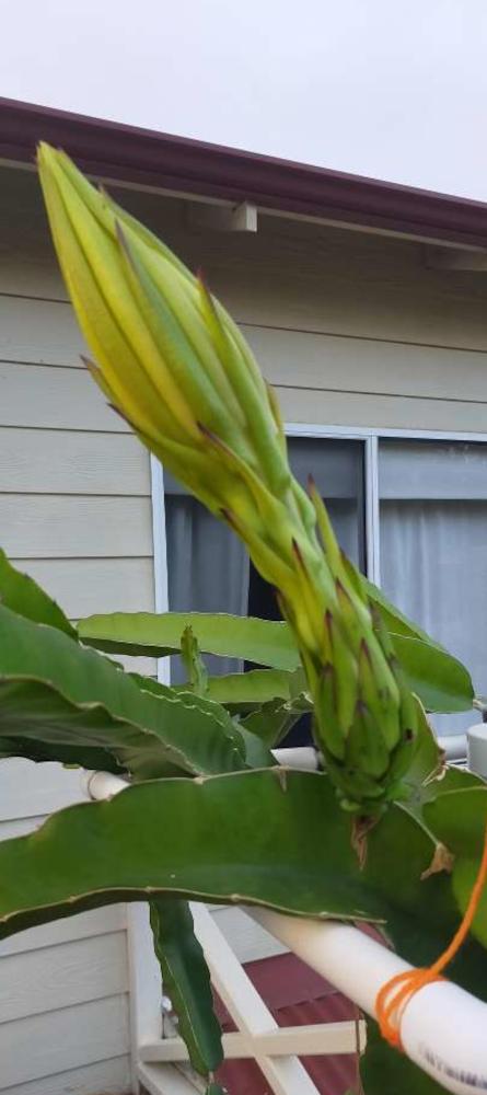 Buds about to open